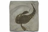 Eurypterus (Sea Scorpion) Fossil - New York #369311-1